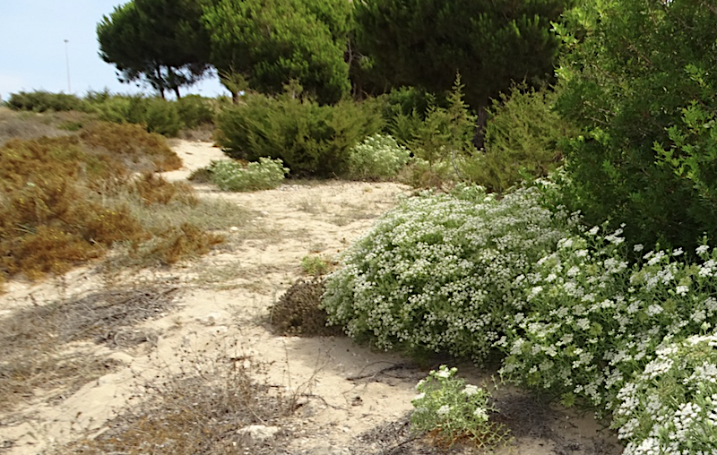 Recuperación de la flora dunar en Monte Blanco