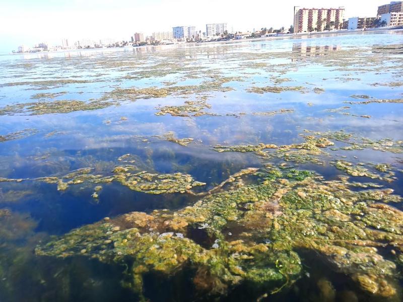 Algas frente a la costa de La Manga