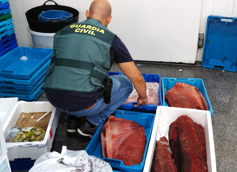 Un guardia civil inspecciona el atún rojo