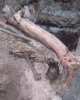 Huesos hallados bajo tierra junto al canal de El Estacio
