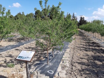 Ensayos de acolchado en almendro en el campo de Cartagena