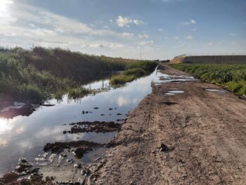 Cultivos encharcados en el Campo de Cartagena por el nivel freático