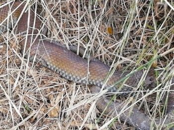 La serpiente que se mueve por el solar colindante a la urbanización Euro Roda