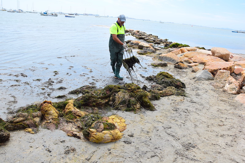 Un operario recoge con rastrillo las algas en descomposición en la playa del Pescador