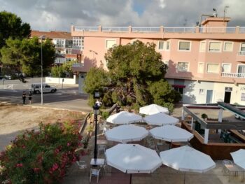 Árbol caído en la avenida de Orihuela de San Pedro del Pinatar