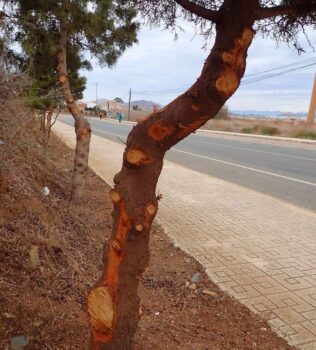 Árboles podados en La Unión