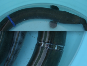 La anguila atrapada por la arandela de plástico