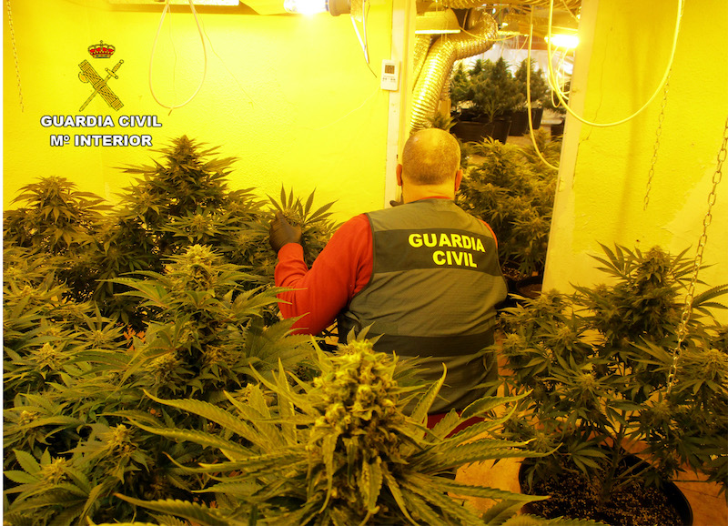El invernadero ilegal de marihuana descubierto en San Javier