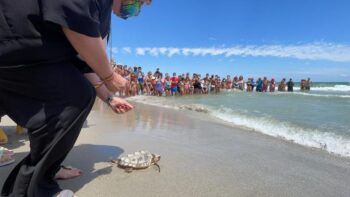Suelta de las tortugas moras en La Manga