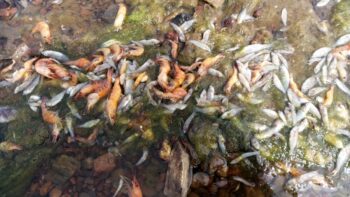 Peces Muertos en la orilla sur del mar Menor