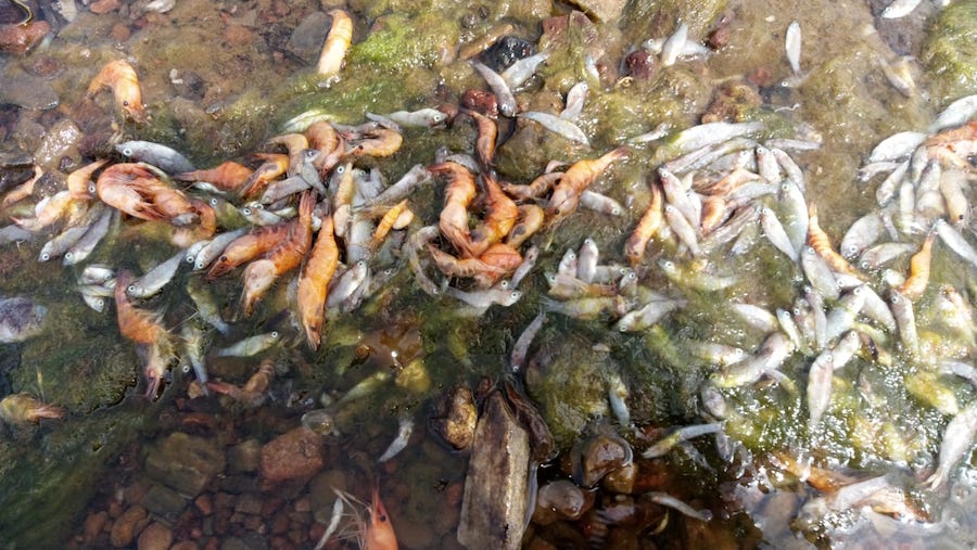 Peces Muertos en la orilla sur del mar Menor