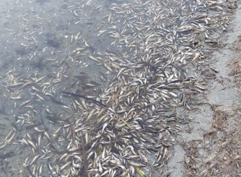 Peces muertos en la orilla de La Manga