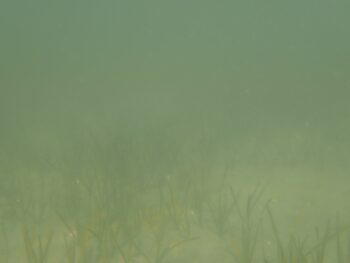 Fondo turbio en el Mar Menor este verano