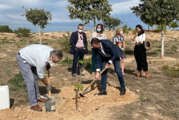 Plantación del esqueje de la higuera de Miguel Hernández