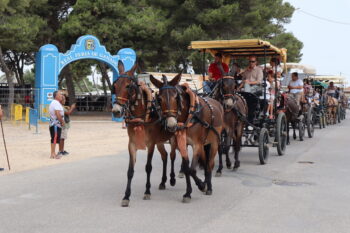 Carruajes a las puertas de la feria de Ganado de San Pedro del Pinatar