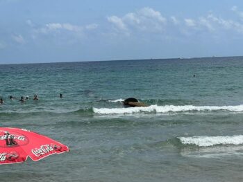 Emisario desprendido en la playa Banco del Tabal