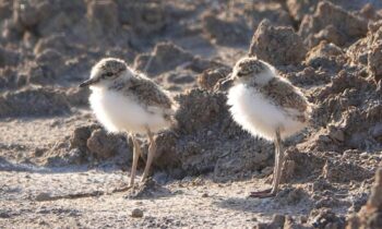 Chorlitejo patinegro