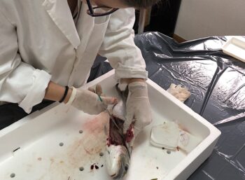 Análisis de una dorada del Mar Menor