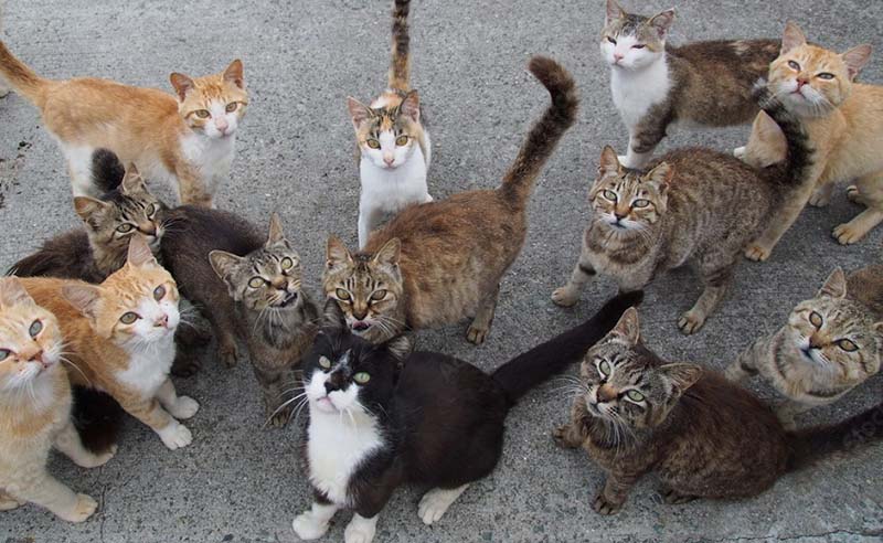 Día mundial del gato