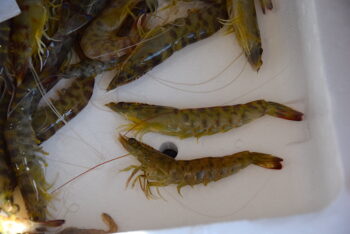 Ejemplares del langostino café capturados en el Mar Menor Ejemplares del langostino café capturados en el Mar Menor