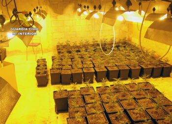 Cultivo interior de marihuana con potentes focos Cultivo interior de marihuana con potentes focos