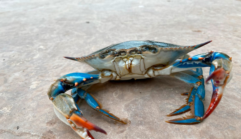 II Jornadas Gastronómicas del cangrejo azul en Los Alcázares