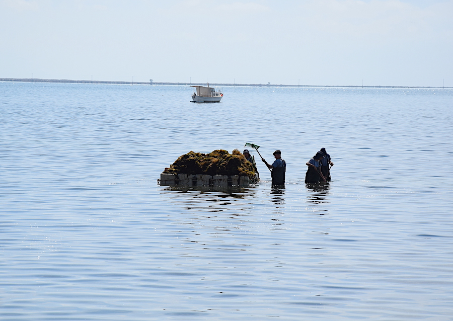 Operarios retiran la biomasa de la superficie del Mar Menor con rastrillos