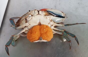 Una hembra de cangrejo azul cargada de huevos. Pueden poner hasta 3,6 millones de huevos. 