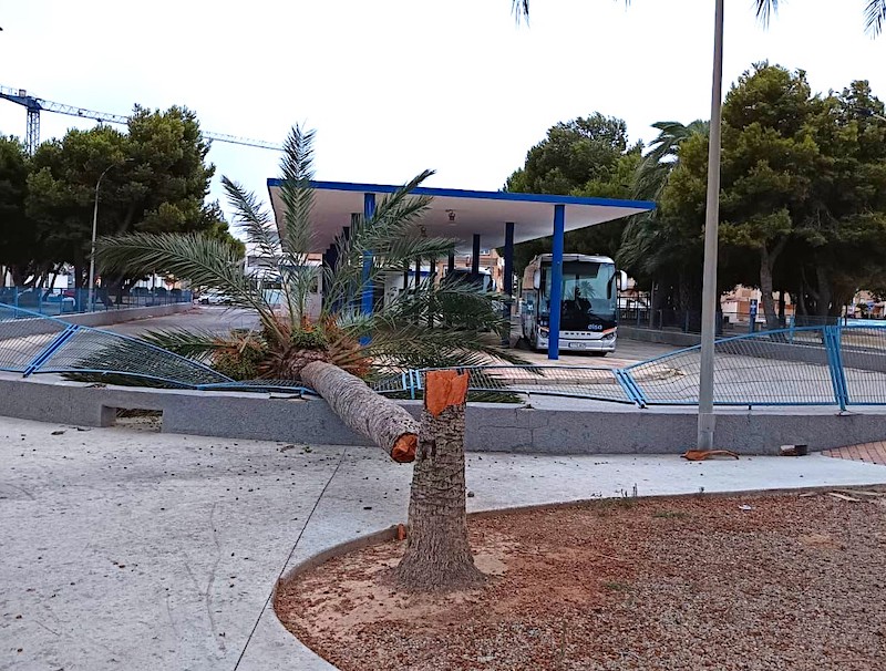 Palmera caída por el viento y la lluvia en San Pedro del Pinatar