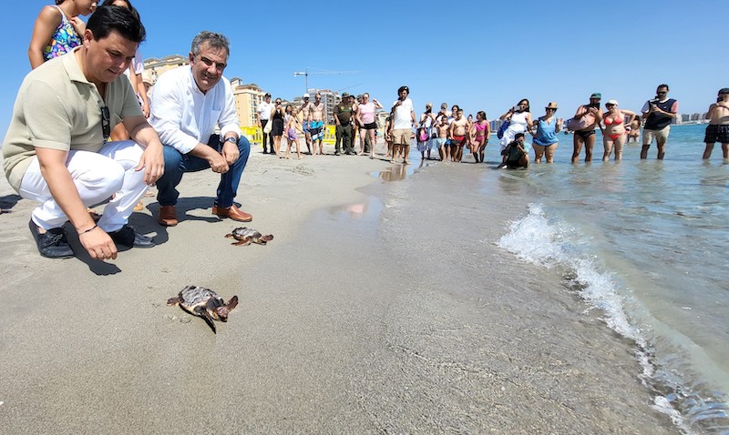 Liberando tortugas en la playa de La Manga