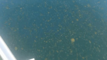 Imagen tomada esta mañana, 2 de julio, desde un barco en el Mar Menor