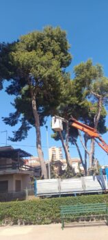 Momento en que las máquinas cortan los pinos centenarios de La Ribera
