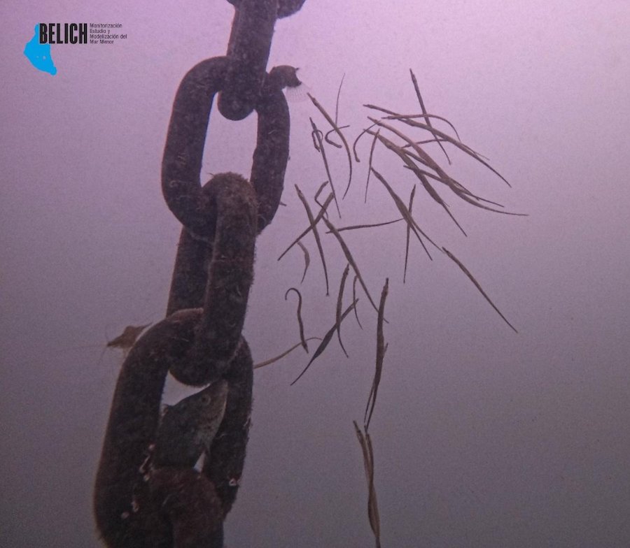 Cadena sumergida en el Mar Menor con fauna buscando oxígeno
