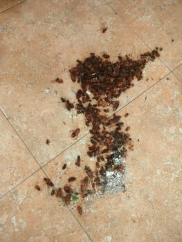 Montón de cucarachas en el suelo de una vivienda