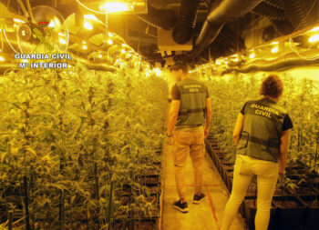 Agentes de la Guardia Civil en un invernadero de marihuana en San Javier