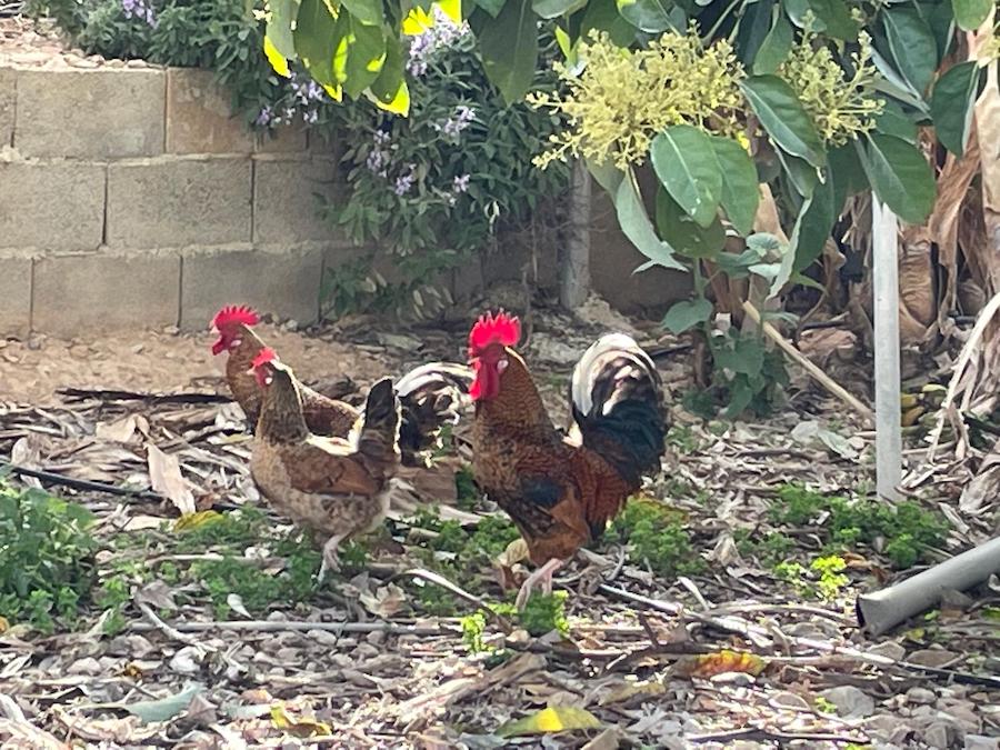Gallinas en un entorno rural, con vegetación y un muro de fondo.