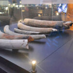 Colmillos de marfil expuestos en el museo ARQVA sobre el pecio fenicio.