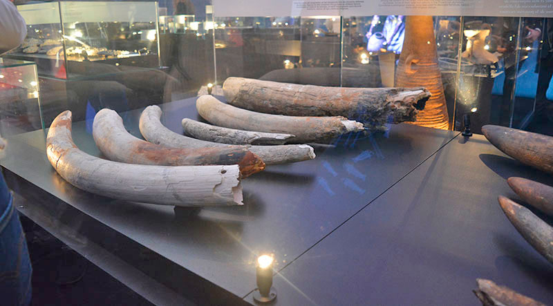 Colmillos de marfil expuestos en el museo ARQVA sobre el pecio fenicio.