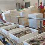 Captura de pescado en la lonja de Lo Pagán con cajas blancas