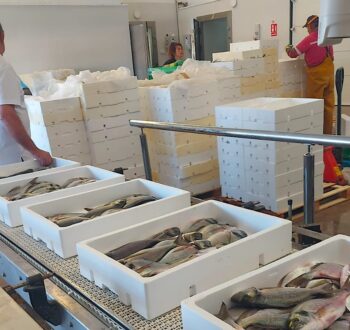 Captura de pescado en la lonja de Lo Pagán con cajas blancas