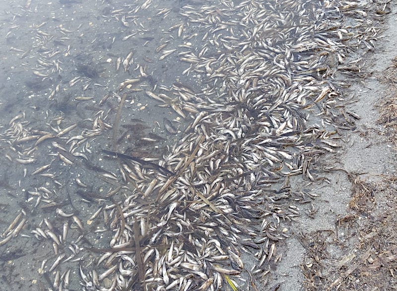Peces muertos en el fondo del Mar Menor en agosto