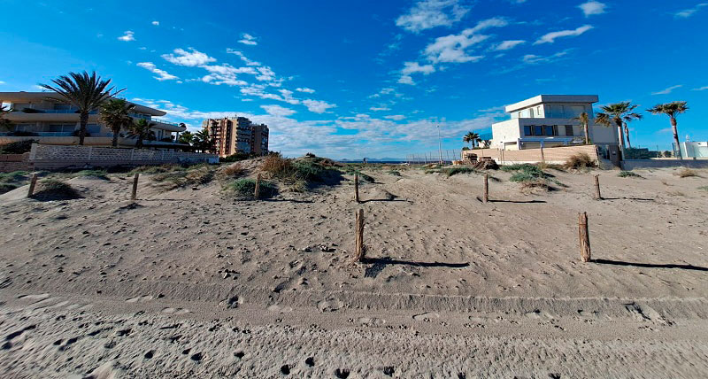 Dunas restauradas en La Manga del Mar Menor con vegetación y estructuras de protección.