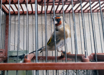 Jilguero enjaulado en una jaula de metal