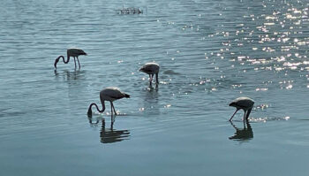 Grupo de flamencos alimentándose en el agua del Mar Menor