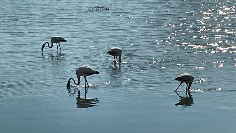Grupo de flamencos alimentándose en el agua del Mar Menor