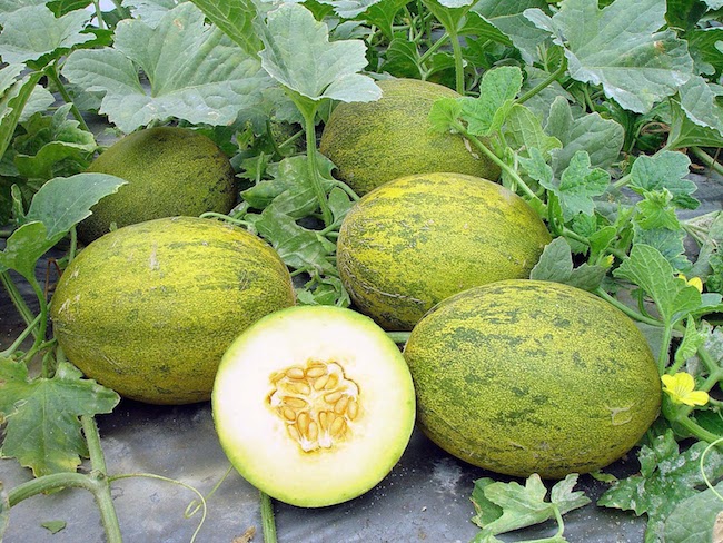 Melones cultivados en Torre Pacheco con una pieza cortada