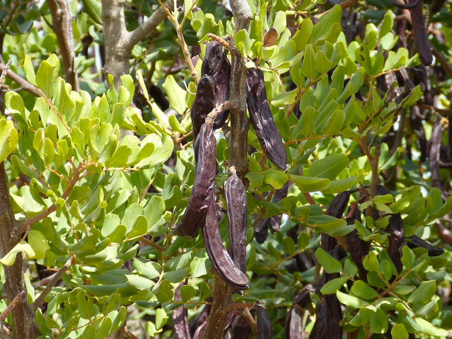 Frutos del algarrobo en un árbol con hojas verdes.