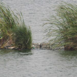 Islas flotantes en la depuradora de Cabezo Beaza con aves