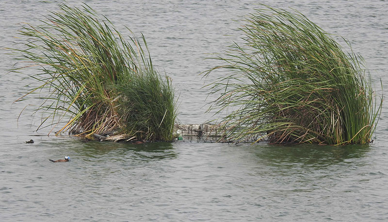 Islas flotantes en la depuradora de Cabezo Beaza con aves