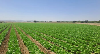 Campo de lechugas en una finca de Kernel Export en Murcia
